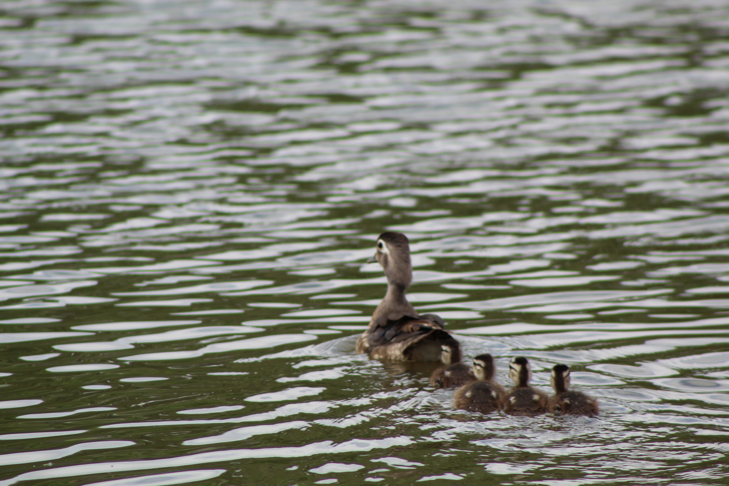 Mt Vernon City pictures | Clearwave Fiber