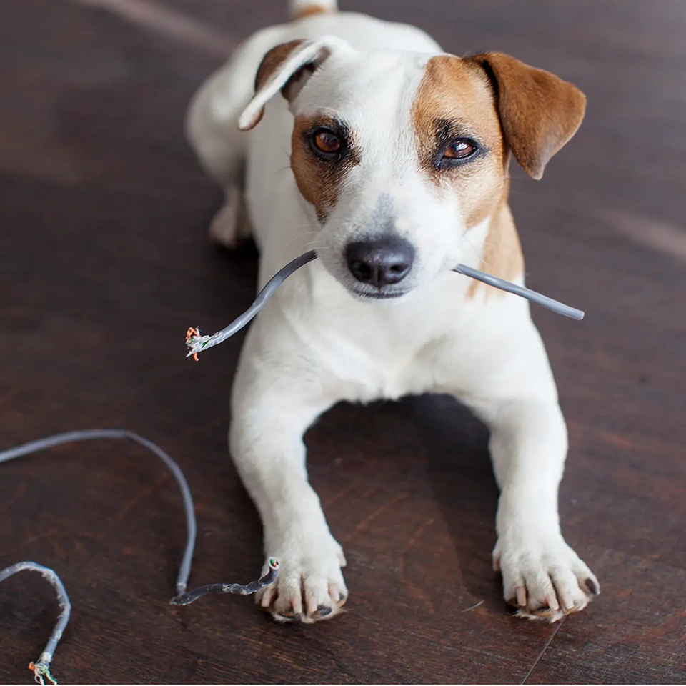 Dog chewing on wire.